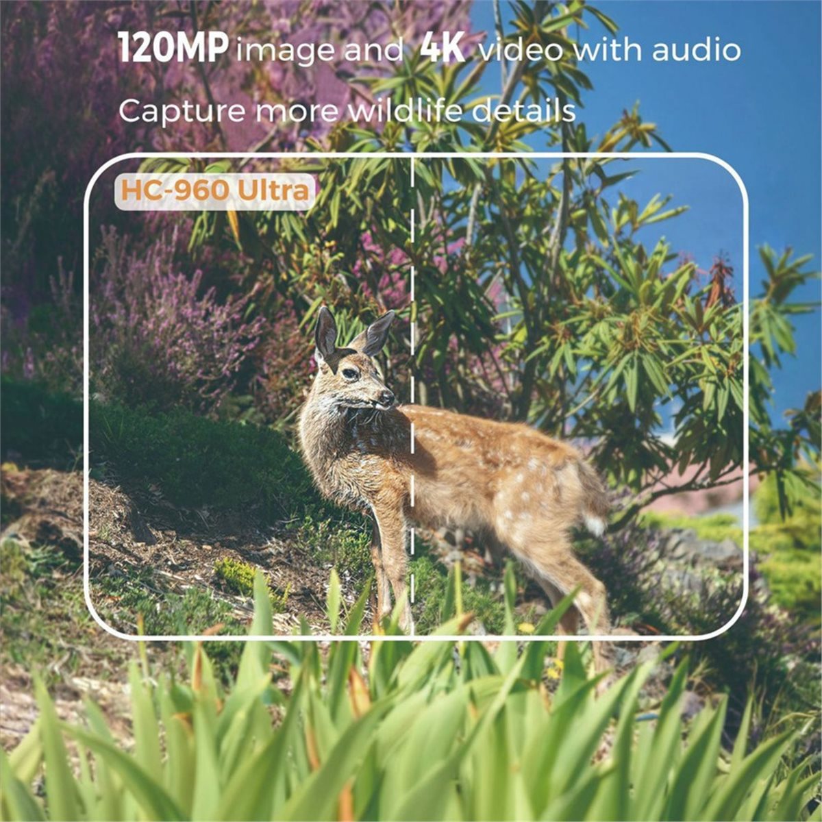 Hunting And Outdoor Shows - update. Outdoor 4G 120MP 4K Live