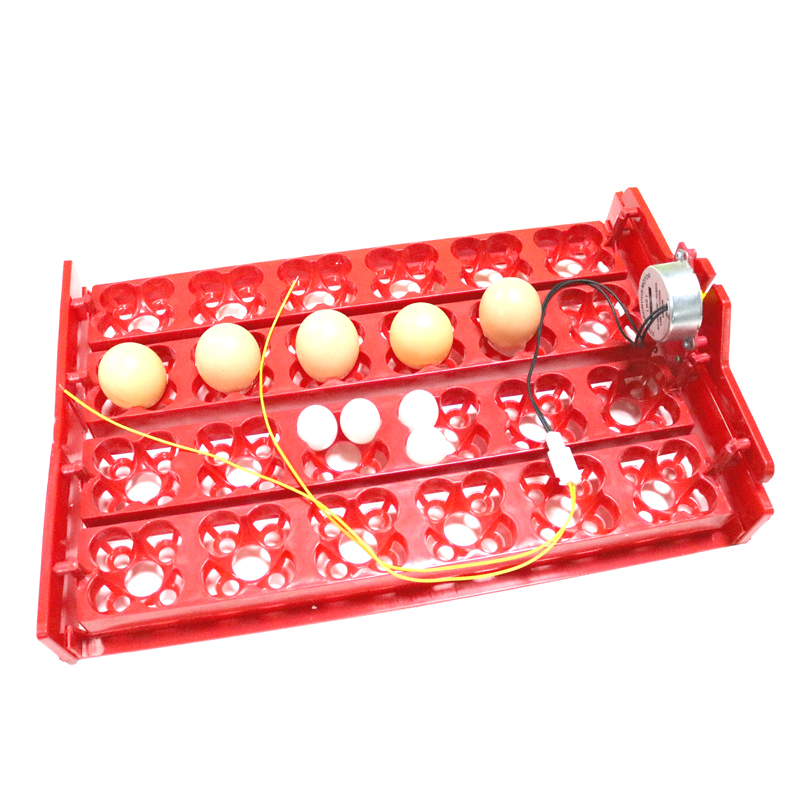 24 Eggs/96 Quail Eggs Hatching - đánh giá và giá Hunting Quail